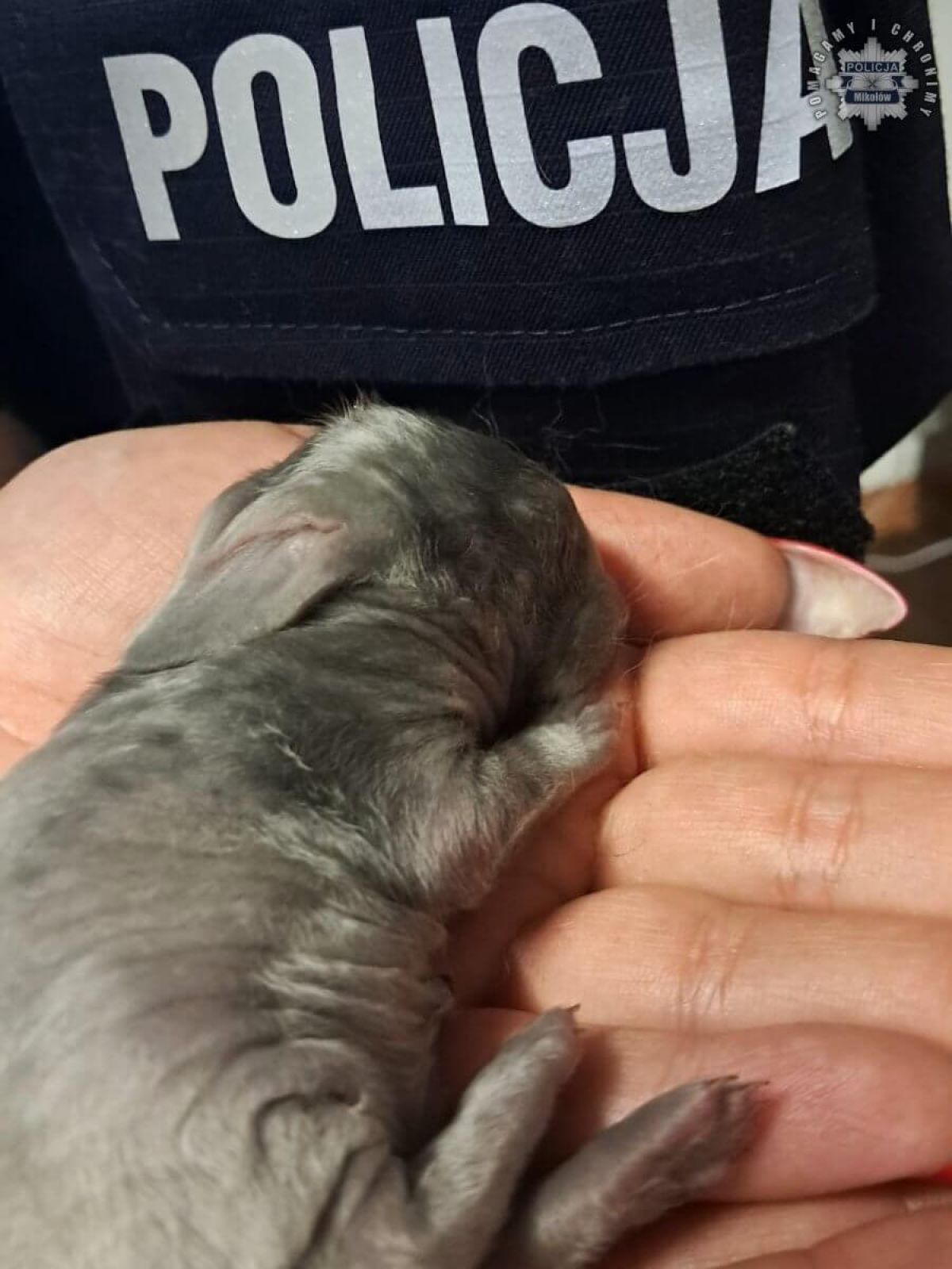 Karton z małymi królikami znaleziony przez mieszkańców